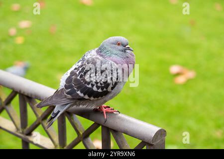 Steintaube (Columba Livia) oder gewöhnliche Taube auf dekorativem Eisenzaun im Stadtpark, umgeben von einem lebhaften grünen Rasen. Fängt die Schönheit von dir ein Stockfoto