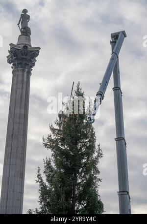 Trafalgar Square, London, Großbritannien. Dezember 2024. Der 66 m hohe norwegische Fichte-Weihnachtsbaum, ein Geschenk aus Norwegen, wird vor der offiziellen Lichtzeremonie am Abend des 5. Dezember zur Dekoration vorbereitet. Quelle: Malcolm Park/Alamy Live News Stockfoto