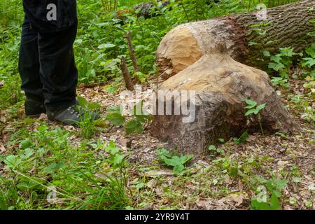 Baumschäden durch Biber im Wald Stockfoto