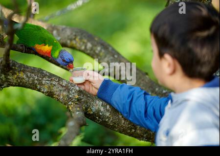 Rainbow Lorikeet trinkt Milch aus der Hand eines Kindes in einem lebhaften Green Forest Stockfoto