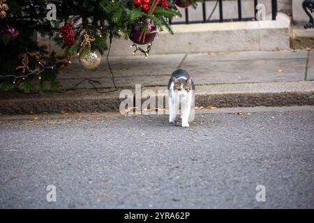 London, Großbritannien. Dezember 2024. Larry The Downing Street Cat in der Downing Street 10 London. Quelle: Ian Davidson/Alamy Live News Stockfoto