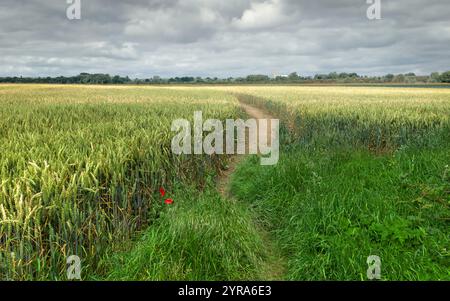 Buntes Weizenfeld, das durch einen Fußweg geteilt wird und von grünen Gräsern und isolierten roten Blumen flankiert wird, alles unter bewölktem, hellem Himmel mit Wolken. Beverley, Großbritannien. Stockfoto