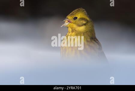 Schneebedecktes Porträt des hungrigen männlichen Yellowhammer (Emberiza citrinella), der an sonnigen Wintertagen Körner und Samen isst Stockfoto