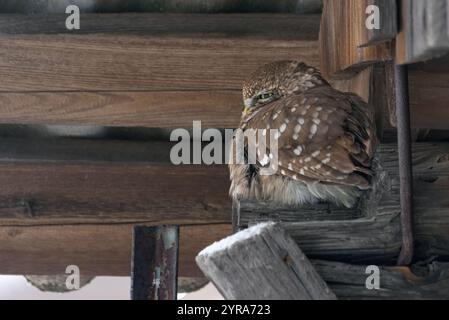 Die kleine Eule (Athene noctua) sitzt während der kalten Wintersaison auf der Scheunenwand Stockfoto