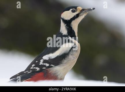 Gewarnter männlicher Spechte (Dendrocopos Major) steht im Winter auf einem dicken Baumzweig Stockfoto