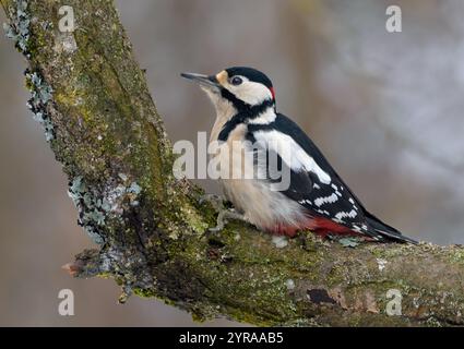 Männlicher Großspecht (Dendrocopos Major) sitzt auf einem mit Flechten bedeckten, gekrümmten Zweig Stockfoto