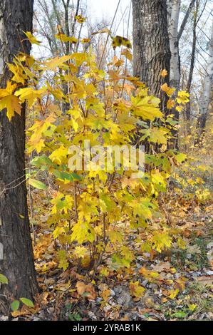 Ahornteerfleckkrankheit am Ahornbaum im Herbst. Schwarze Flecken auf gelben Ahornblättern. Stockfoto