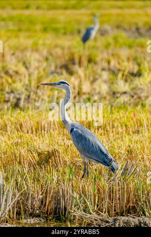 Ein Graureiher auf einem Reisfeld nach der Ernte am Delta de Ebro in Katalonien, Spanien Stockfoto