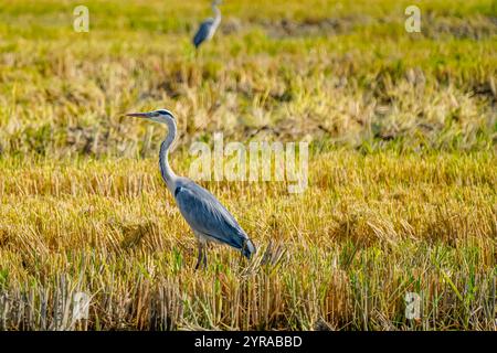 Ein Graureiher auf einem Reisfeld nach der Ernte am Delta de Ebro in Katalonien, Spanien Stockfoto