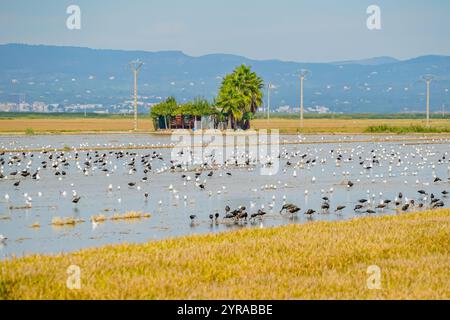 Ein Reisfeld nach der Ernte mit vielen Vögeln am Delta de Ebro in Katalonien, Spanien Stockfoto