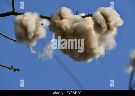 Die Kapokfrucht mit ihren weichen Fasern Stockfoto