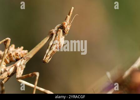 Conehead Mantis (Empusa pennata) *** örtlicher Titel *** Stockfoto