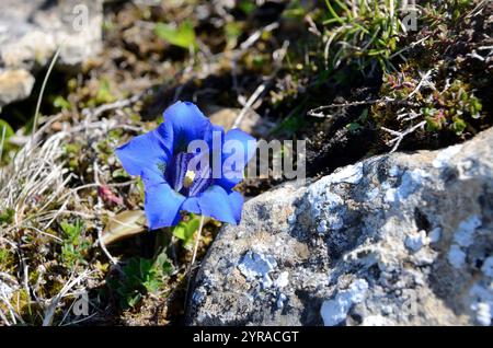 Enzian oder Enzian Trompete (gentiana kochiana) *** Lokale Bildunterschrift *** Stockfoto