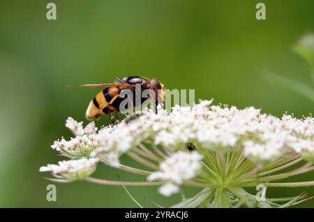 Marmelade hoverfly (episyrphus balteatus) auf einer Blume *** örtlicher Bildunterschrift *** Stockfoto