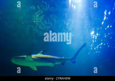 Ein Schwarzspitzen-Riffhai schwimmt anmutig in einer ruhigen Unterwasserumgebung, ein wahres Spiegelbild der Ruhe und Schönheit des Meeresbodens Stockfoto