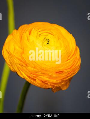 Zweiblühende Persische Butterblume (Ranunkeln), beliebte Zierpflanze, weit verbreitet in der Floristik. Gelbe Blume auf grauem Hintergrund. Stockfoto