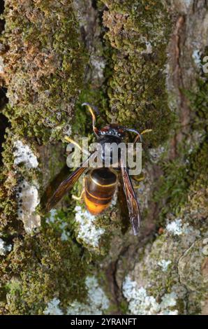 Asiatische Raubwespe (vespa velutina) *** örtlicher Titel *** Stockfoto