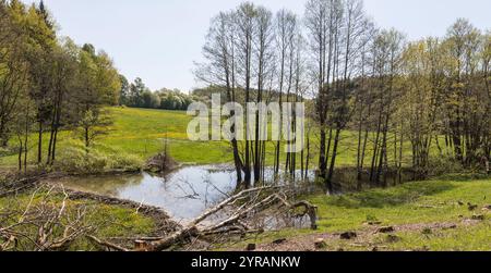 Biberdamm, Biberdamm Stockfoto