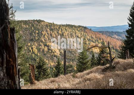 Hochlagen im Bayerischen Wald, Hochlagen im Bayerischen Wald Stockfoto