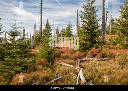 Hochlagen im Bayerischen Wald, Hochlagen im Bayerischen Wald Stockfoto