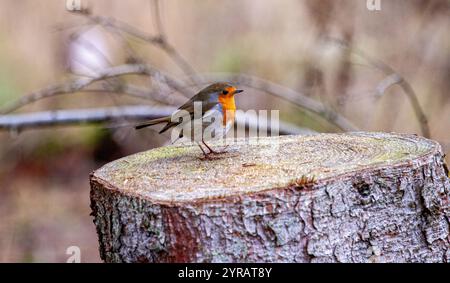 Dundee, Tayside, Schottland, Großbritannien. Dezember 2024. UK Wildlife: Templeton Woods in Dundee hat kaltes und frostiges Dezemberwetter, das die natürliche Pracht im Spätherbst unterstreicht. Freundliche Robin Redbreast-Vögel, die auf Bäumen in der Nähe sitzen, reagieren auf das zwitschernde Geräusch eines Smartphones und ernähren sich von Brotkrumen und posieren dann für Fotos. Quelle: Dundee Photographics/Alamy Live News Stockfoto