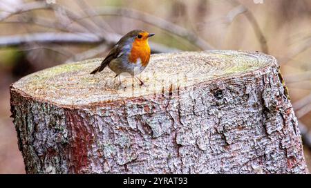 Dundee, Tayside, Schottland, Großbritannien. Dezember 2024. UK Wildlife: Templeton Woods in Dundee hat kaltes und frostiges Dezemberwetter, das die natürliche Pracht im Spätherbst unterstreicht. Freundliche Robin Redbreast-Vögel, die auf Bäumen in der Nähe sitzen, reagieren auf das zwitschernde Geräusch eines Smartphones und ernähren sich von Brotkrumen und posieren dann für Fotos. Quelle: Dundee Photographics/Alamy Live News Stockfoto