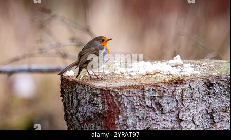 Dundee, Tayside, Schottland, Großbritannien. Dezember 2024. UK Wildlife: Templeton Woods in Dundee hat kaltes und frostiges Dezemberwetter, das die natürliche Pracht im Spätherbst unterstreicht. Freundliche Robin Redbreast-Vögel, die auf Bäumen in der Nähe sitzen, reagieren auf das zwitschernde Geräusch eines Smartphones und ernähren sich von Brotkrumen und posieren dann für Fotos. Quelle: Dundee Photographics/Alamy Live News Stockfoto