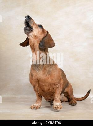 Der Dackel sitzt auf hellem Hintergrund, schaut auf und bellt. Porträt eines alten Hundes. Stockfoto