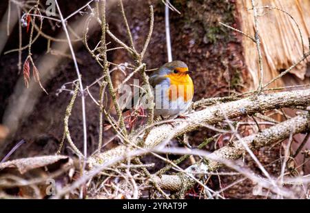 Dundee, Tayside, Schottland, Großbritannien. Dezember 2024. UK Wildlife: Templeton Woods in Dundee hat kaltes und frostiges Dezemberwetter, das die natürliche Pracht im Spätherbst unterstreicht. Freundliche Robin Redbreast-Vögel, die auf Bäumen in der Nähe sitzen, reagieren auf das zwitschernde Geräusch eines Smartphones und ernähren sich von Brotkrumen und posieren dann für Fotos. Quelle: Dundee Photographics/Alamy Live News Stockfoto