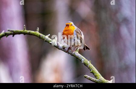 Dundee, Tayside, Schottland, Großbritannien. Dezember 2024. UK Wildlife: Templeton Woods in Dundee hat kaltes und frostiges Dezemberwetter, das die natürliche Pracht im Spätherbst unterstreicht. Freundliche Robin Redbreast-Vögel, die auf Bäumen in der Nähe sitzen, reagieren auf das zwitschernde Geräusch eines Smartphones und ernähren sich von Brotkrumen und posieren dann für Fotos. Quelle: Dundee Photographics/Alamy Live News Stockfoto