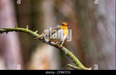 Dundee, Tayside, Schottland, Großbritannien. Dezember 2024. UK Wildlife: Templeton Woods in Dundee hat kaltes und frostiges Dezemberwetter, das die natürliche Pracht im Spätherbst unterstreicht. Freundliche Robin Redbreast-Vögel, die auf Bäumen in der Nähe sitzen, reagieren auf das zwitschernde Geräusch eines Smartphones und ernähren sich von Brotkrumen und posieren dann für Fotos. Quelle: Dundee Photographics/Alamy Live News Stockfoto