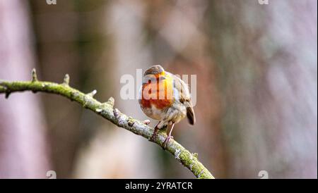 Dundee, Tayside, Schottland, Großbritannien. Dezember 2024. UK Wildlife: Templeton Woods in Dundee hat kaltes und frostiges Dezemberwetter, das die natürliche Pracht im Spätherbst unterstreicht. Freundliche Robin Redbreast-Vögel, die auf Bäumen in der Nähe sitzen, reagieren auf das zwitschernde Geräusch eines Smartphones und ernähren sich von Brotkrumen und posieren dann für Fotos. Quelle: Dundee Photographics/Alamy Live News Stockfoto