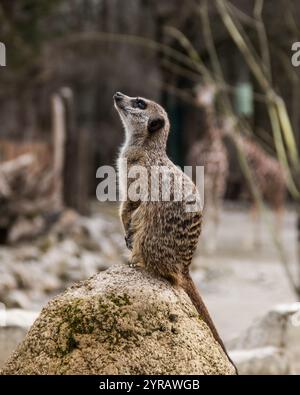 Erdmännchen, die auf einem Felsen stehen und in den Himmel im Münchner Zoo blicken, gefangen in einer Seitenansicht mit einem neugierigen und aufmerksamen Ausdruck. Stockfoto