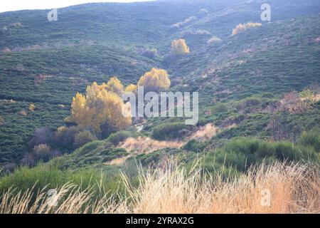 Erlen Alnus glutinosa im Herbst an einem Berghang in der nördlichen Extremadura Stockfoto