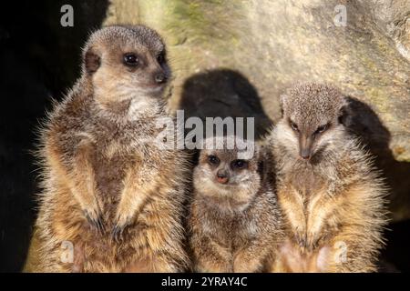 Nahaufnahme des Erdmännchens (Suricata suricatta) Stockfoto