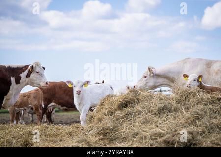 Charolais und hereford schlagen in der Nähe des Heuhaufens auf der Farm. Eine Herde Rinderkühe und Kälber essen Heu. Himmel Hintergrund mit weißen Wolken. Stockfoto