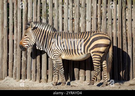 Nahaufnahme eines Zebras im Zoo in Landau, Pfalz Stockfoto