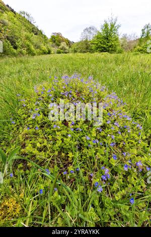 Germander Speedwell, Veronica chamaedrys, wächst auf einem Ameisenhügel, Dixton Embankment Nature Rerserve, Gwent. Stockfoto