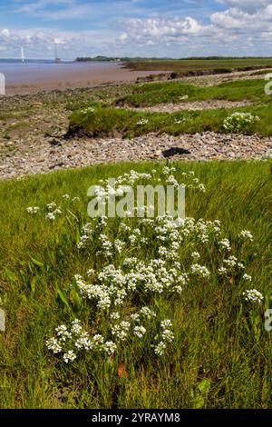 Englisches Skorvy-Gras, Cochlearia anglica, wächst entlang der Küste von Severn Beach, Gloucestershire, Großbritannien. Familie Cruciferae Stockfoto