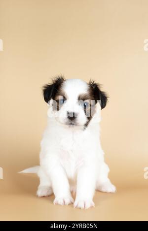 Ein kleiner Papillon-Welpe 1 Monat isoliert auf beigefarbenem Hintergrund Stockfoto