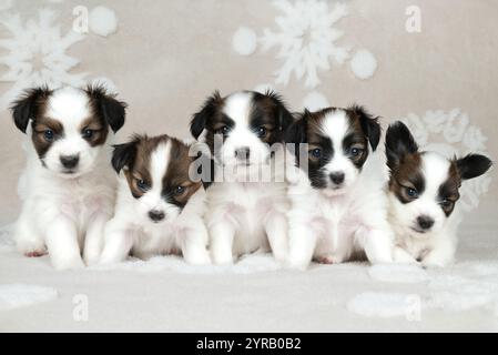 Fünf kleine Welpen, papillon auf grauem Hintergrund Stockfoto