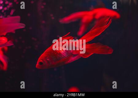 Kleine, leuchtend rote Fische bewegen sich anmutig im Aquarium, umgeben von Korallenformationen und schwankenden Algen. Stockfoto