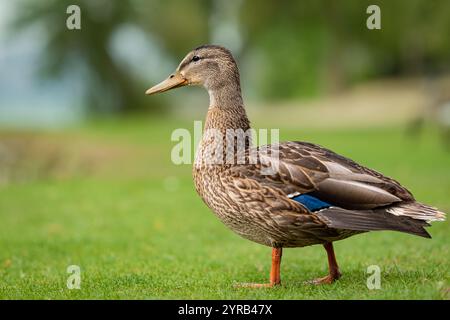 Stockenten-Ente auf einem grünen Gras im Park. Ein weibliches Stocktier - anas platyrhynchos. Natur Wildtiere Stockenten auf einem Boden. Schließen Sie Enten. Ente im Stockfoto