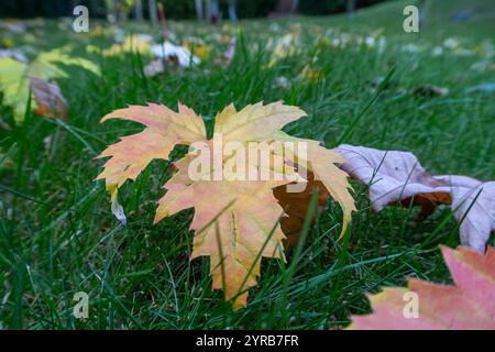 Farbenfrohe Acer-Blätter auf einem Obstgarten in Devon, England, Großbritannien Stockfoto