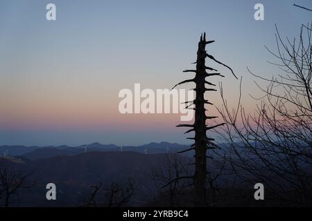 Ein majestätischer stehender toter Baum, der allein vor der Kulisse eines Sonnenuntergangs in den Bergen steht Stockfoto