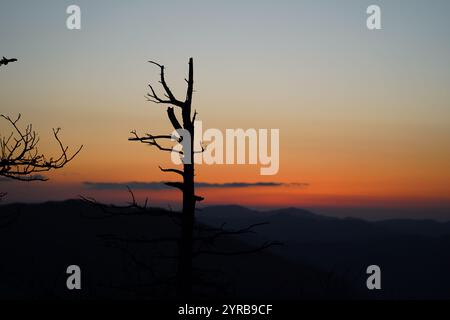 Ein majestätischer stehender toter Baum, der allein vor der Kulisse eines Sonnenuntergangs in den Bergen steht Stockfoto