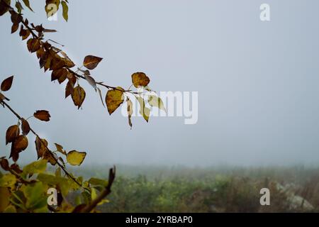 Gelbliche Blätter auf einem Baumzweig und dicker Nebel dahinter Stockfoto