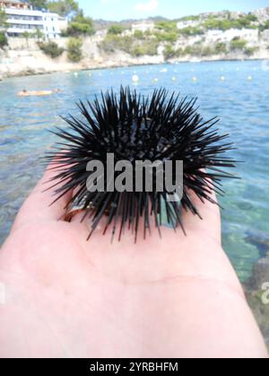 Eine Person hält einen schwarzen Seeigel in der Hand, während sie einen sonnigen Tag am Strand genießt. Das kristallklare Wasser und die malerische Küste schaffen eine perfekte Umgebung Stockfoto