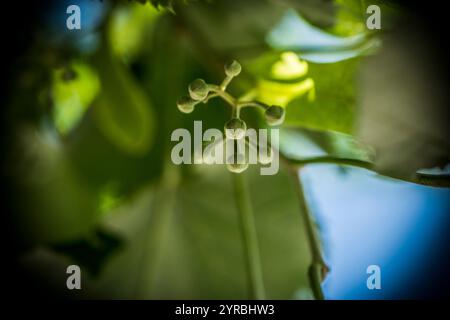 Nahaufnahme früherer Lindenblüten an einem Baumzweig Stockfoto