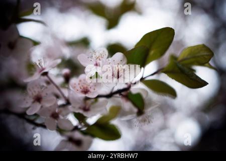 Eine Nahaufnahme der sanften Frühjahrsblüte auf einem Baum Stockfoto
